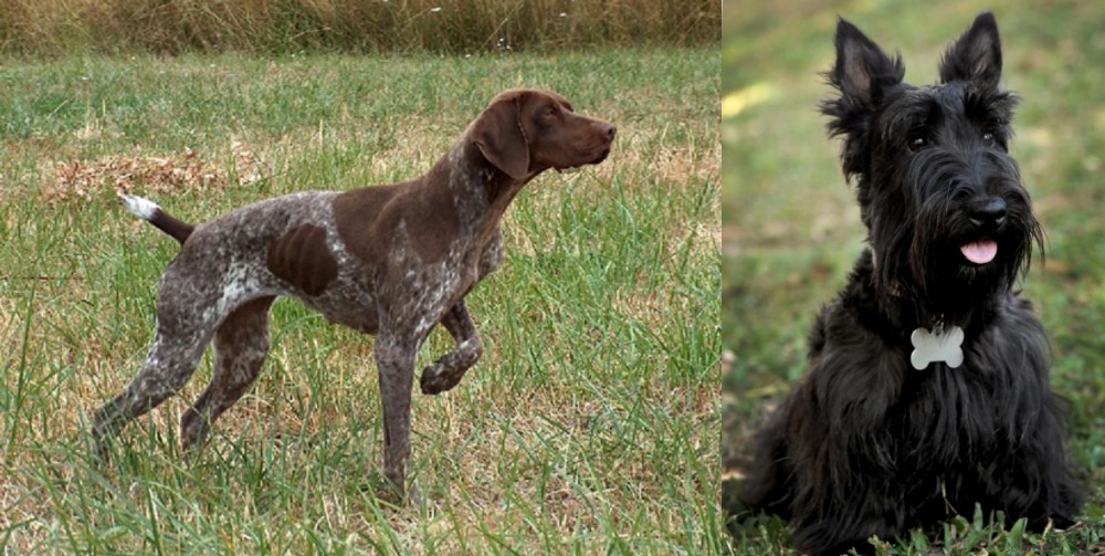 Scoland Terrier vs Braque Francais - Breed Comparison