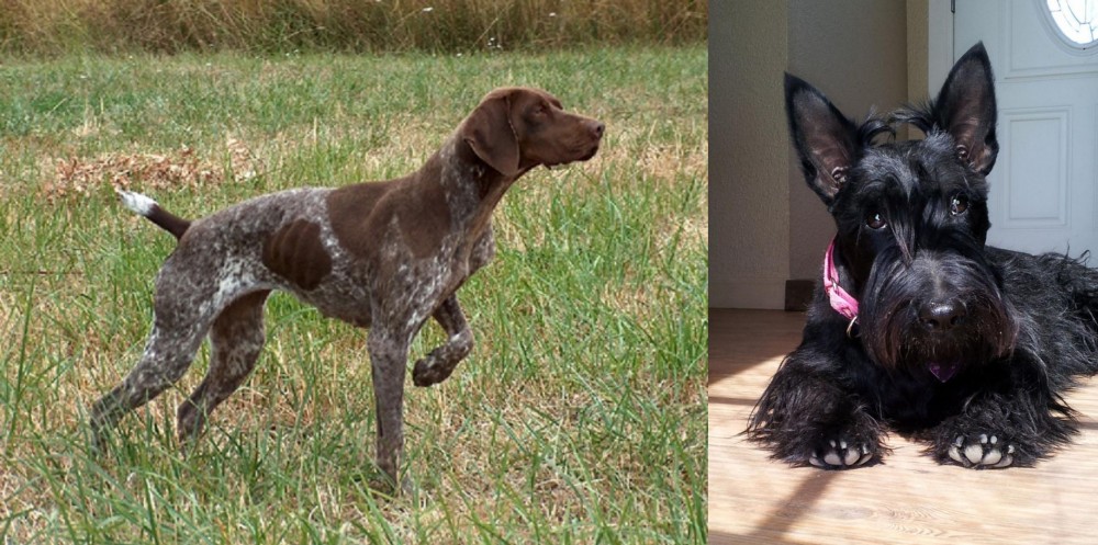 Scottish Terrier vs Braque Francais - Breed Comparison