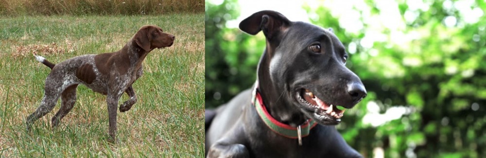 Shepard Labrador vs Braque Francais - Breed Comparison