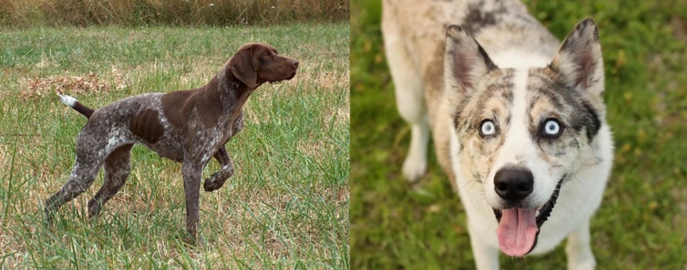 Shepherd Husky vs Braque Francais - Breed Comparison