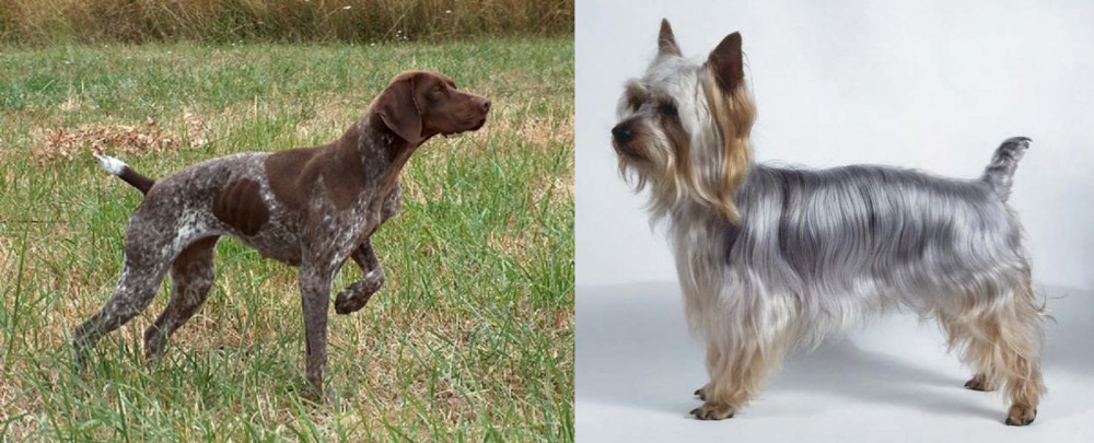 Silky Terrier vs Braque Francais - Breed Comparison