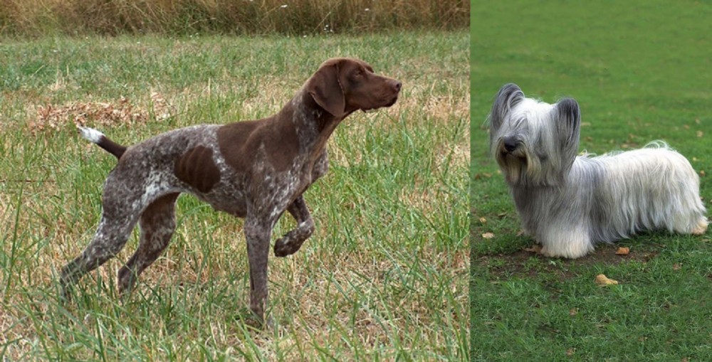 Skye Terrier vs Braque Francais - Breed Comparison