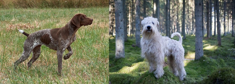 Soft-Coated Wheaten Terrier vs Braque Francais - Breed Comparison