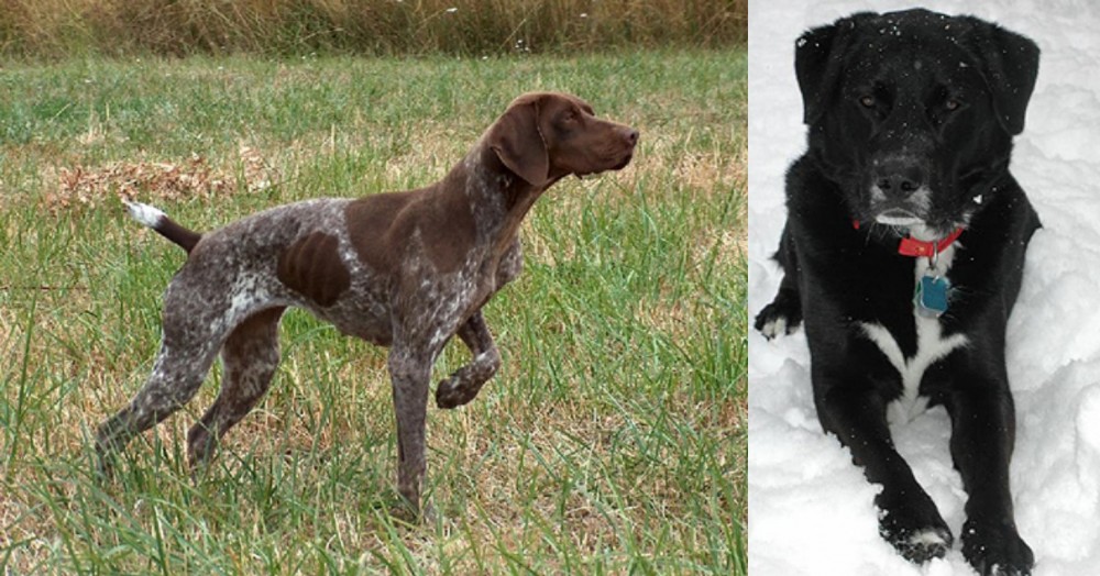 St. John's Water Dog vs Braque Francais - Breed Comparison
