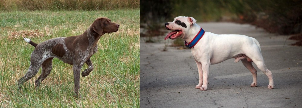 Staffordshire Bull Terrier vs Braque Francais - Breed Comparison