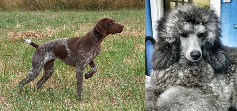 Standard Poodle vs Braque Francais - Breed Comparison