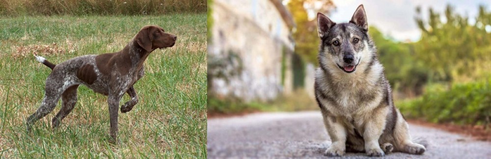 Swedish Vallhund vs Braque Francais - Breed Comparison