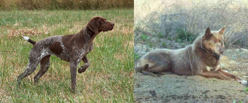 Tahltan Bear Dog vs Braque Francais - Breed Comparison