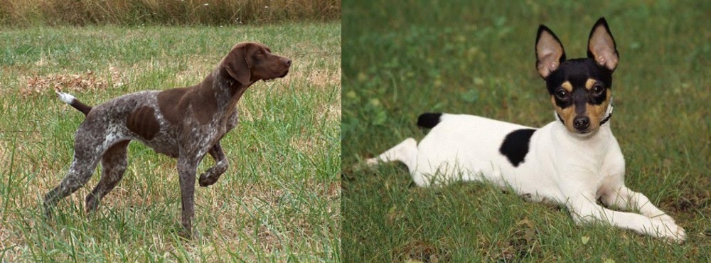 Toy Fox Terrier vs Braque Francais - Breed Comparison