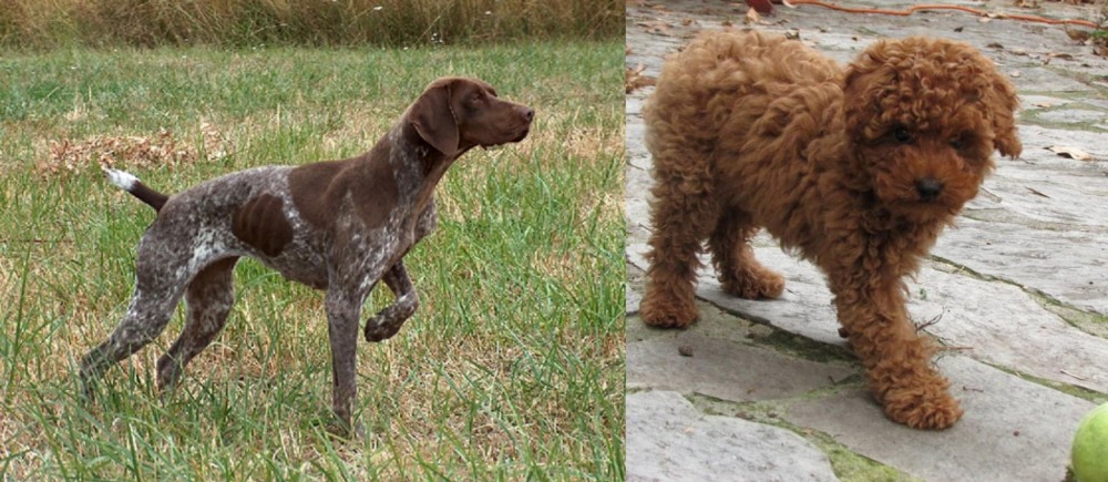 Toy Poodle vs Braque Francais - Breed Comparison