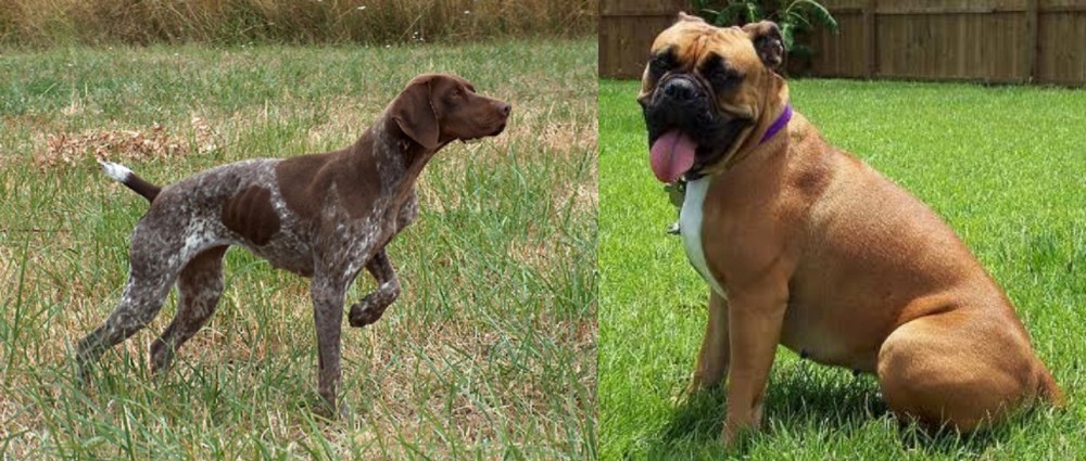 Valley Bulldog vs Braque Francais - Breed Comparison