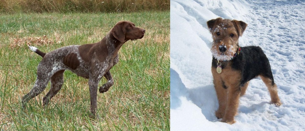Welsh Terrier vs Braque Francais - Breed Comparison