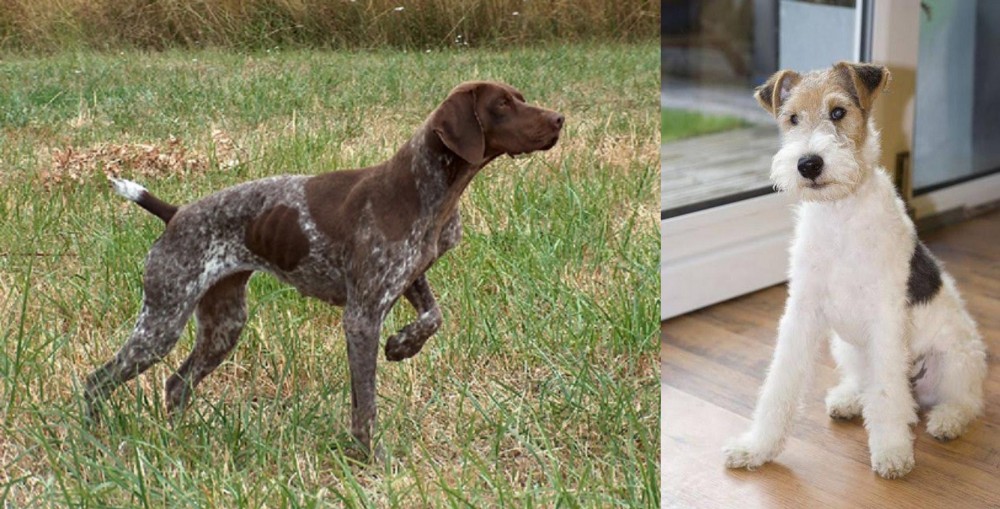 Wire Fox Terrier vs Braque Francais - Breed Comparison