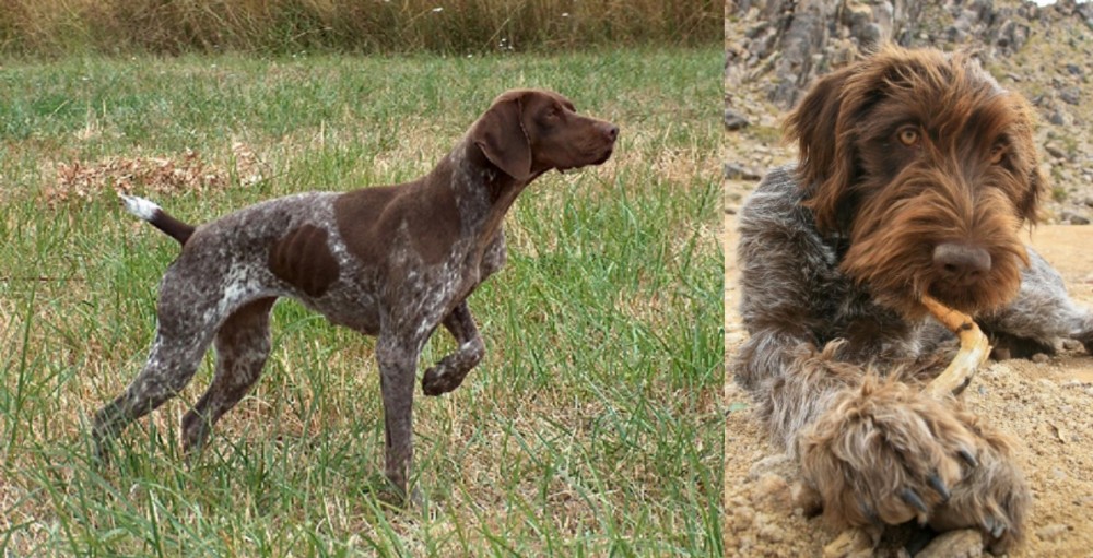 Wirehaired Pointing Griffon vs Braque Francais - Breed Comparison