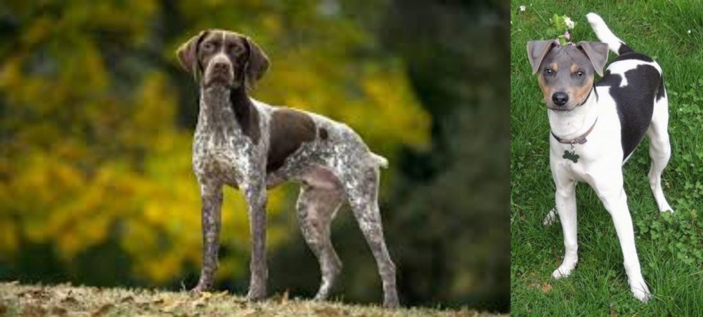 Brazilian Terrier vs Braque Francais (Gascogne Type) - Breed Comparison