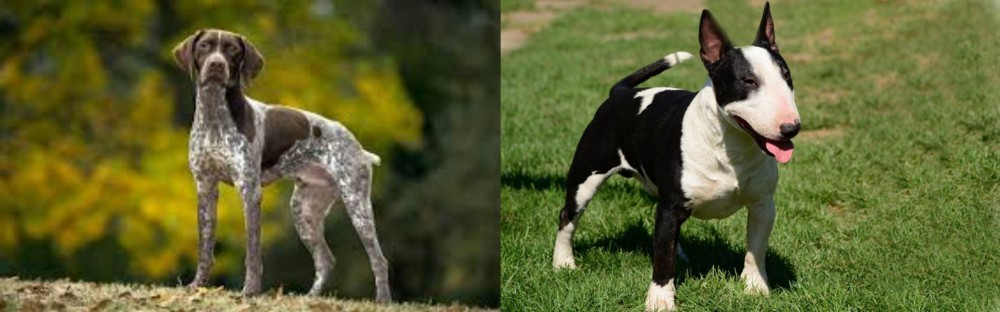 Bull Terrier Miniature vs Braque Francais (Gascogne Type) - Breed Comparison