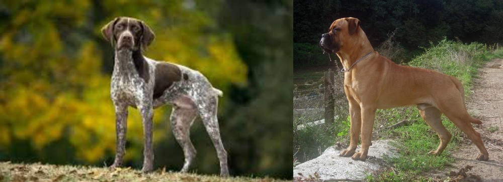 Bullmastiff vs Braque Francais (Gascogne Type) - Breed Comparison