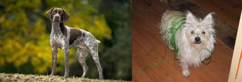 Cairland Terrier vs Braque Francais (Gascogne Type) - Breed Comparison