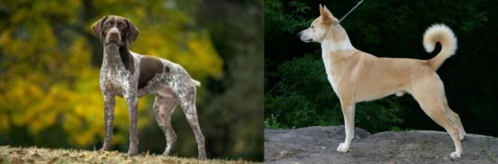 Canaan Dog vs Braque Francais (Gascogne Type) - Breed Comparison