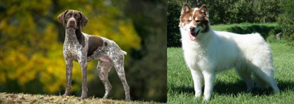 Canadian Eskimo Dog vs Braque Francais (Gascogne Type) - Breed Comparison