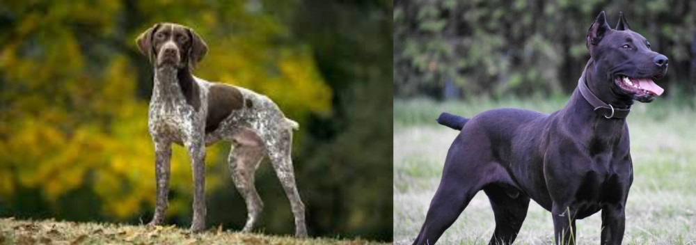 Canis Panther vs Braque Francais (Gascogne Type) - Breed Comparison