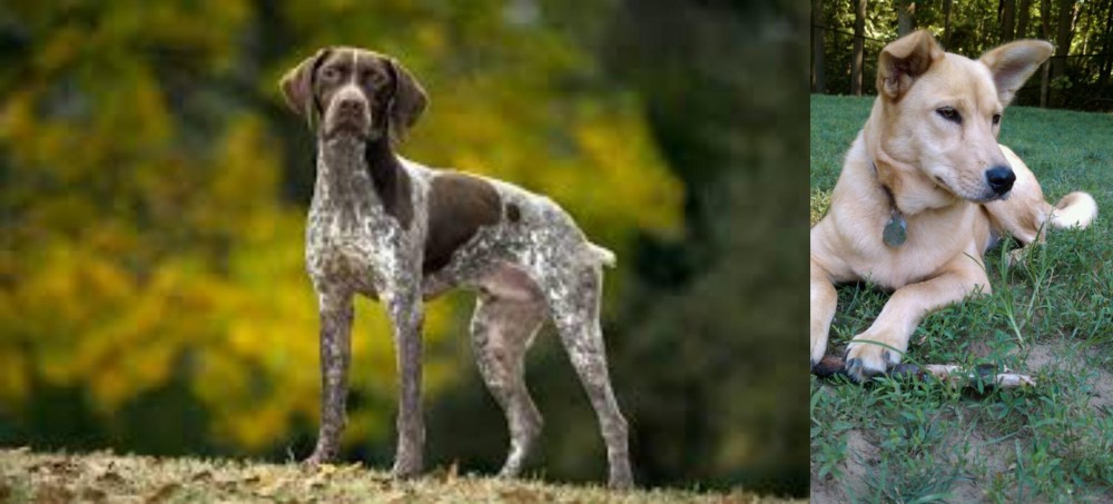 Carolina Dog vs Braque Francais (Gascogne Type) - Breed Comparison