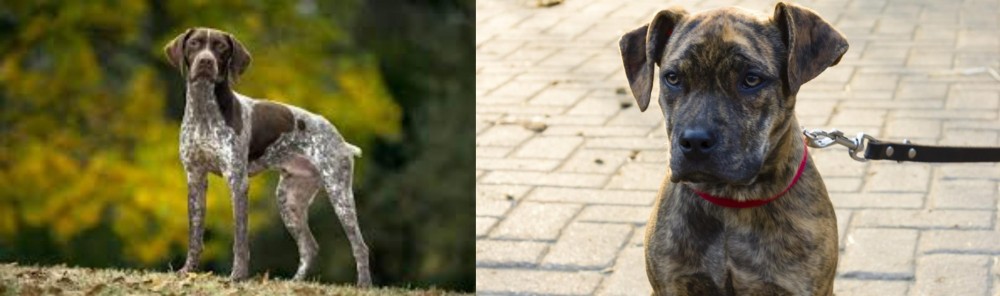 Catahoula Bulldog vs Braque Francais (Gascogne Type) - Breed Comparison
