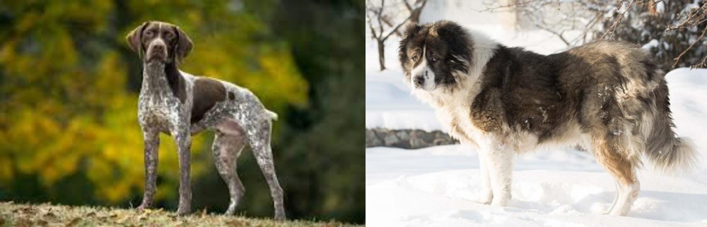 Caucasian Shepherd vs Braque Francais (Gascogne Type) - Breed Comparison