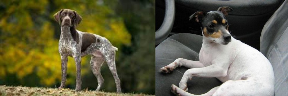 Chilean Fox Terrier vs Braque Francais (Gascogne Type) - Breed Comparison