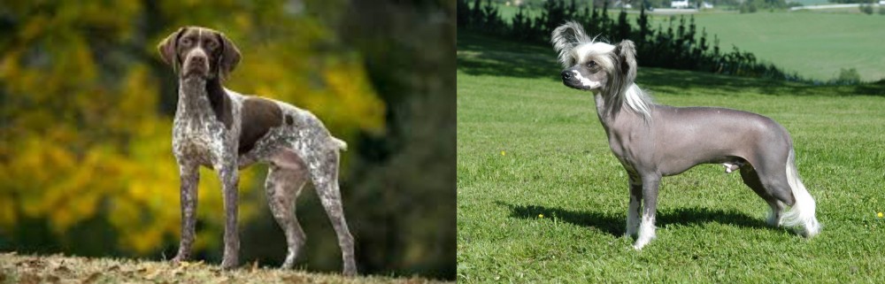 Chinese Crested Dog vs Braque Francais (Gascogne Type) - Breed Comparison