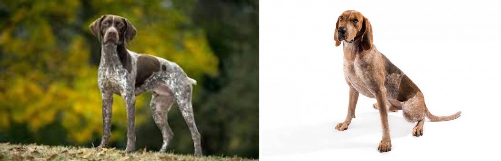 Coonhound vs Braque Francais (Gascogne Type) - Breed Comparison