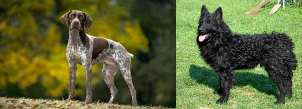 Croatian Sheepdog vs Braque Francais (Gascogne Type) - Breed Comparison