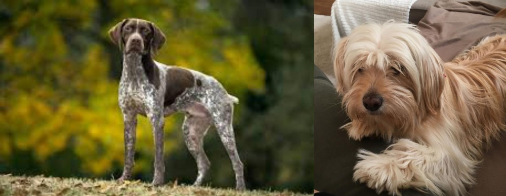 Cyprus Poodle vs Braque Francais (Gascogne Type) - Breed Comparison