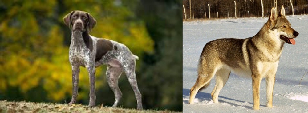 Czechoslovakian Wolfdog vs Braque Francais (Gascogne Type) - Breed Comparison