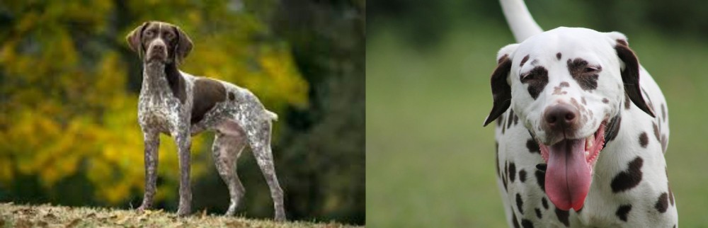 Dalmatian vs Braque Francais (Gascogne Type) - Breed Comparison