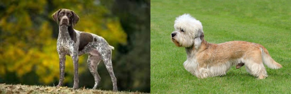 Dandie Dinmont Terrier vs Braque Francais (Gascogne Type) - Breed Comparison
