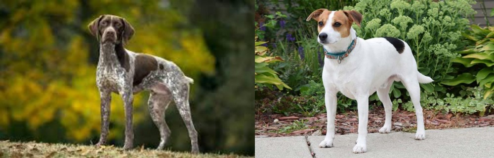 Danish Swedish Farmdog vs Braque Francais (Gascogne Type) - Breed Comparison