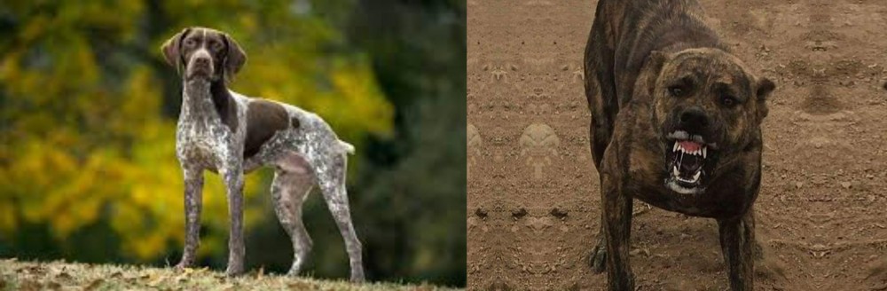Dogo Sardesco vs Braque Francais (Gascogne Type) - Breed Comparison