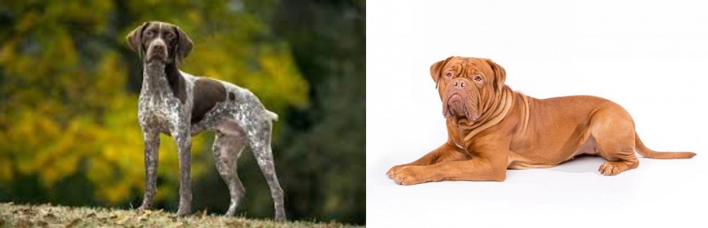 Dogue De Bordeaux vs Braque Francais (Gascogne Type) - Breed Comparison