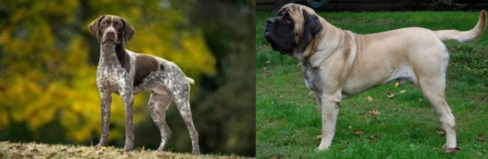 English Mastiff vs Braque Francais (Gascogne Type) - Breed Comparison