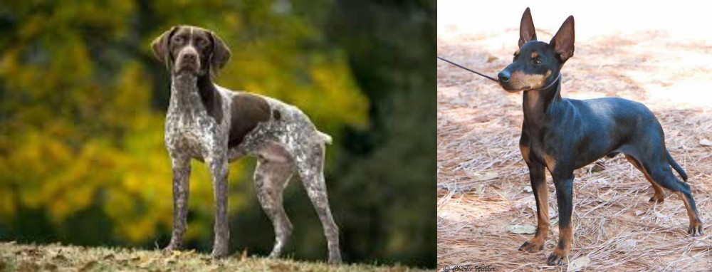 English Toy Terrier (Black & Tan) vs Braque Francais (Gascogne Type) - Breed Comparison