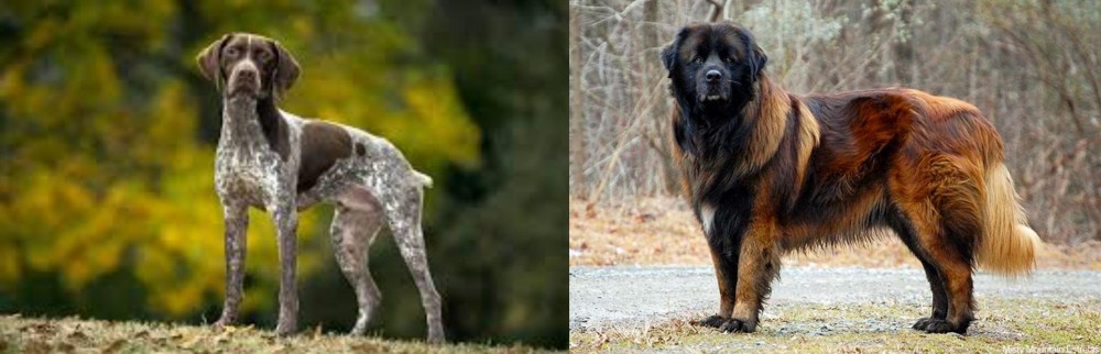 Estrela Mountain Dog vs Braque Francais (Gascogne Type) - Breed Comparison