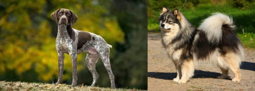 Finnish Lapphund vs Braque Francais (Gascogne Type) - Breed Comparison