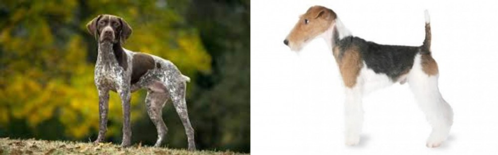 Fox Terrier vs Braque Francais (Gascogne Type) - Breed Comparison
