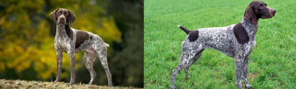 German Shorthaired Pointer vs Braque Francais (Gascogne Type) - Breed Comparison