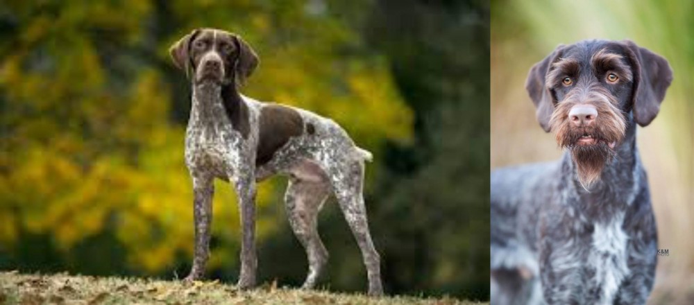 German Wirehaired Pointer vs Braque Francais (Gascogne Type) - Breed Comparison