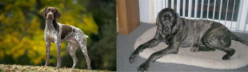 Giant Maso Mastiff vs Braque Francais (Gascogne Type) - Breed Comparison