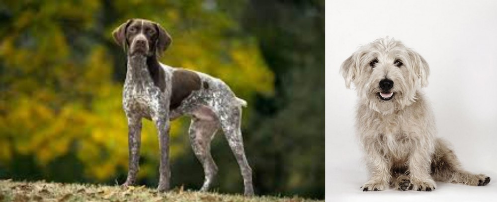 Glen of Imaal Terrier vs Braque Francais (Gascogne Type) - Breed Comparison