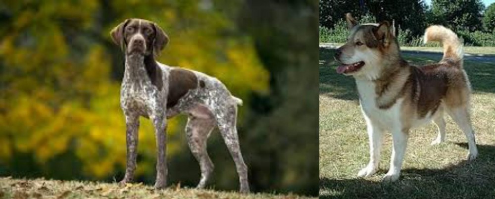 Greenland Dog vs Braque Francais (Gascogne Type) - Breed Comparison