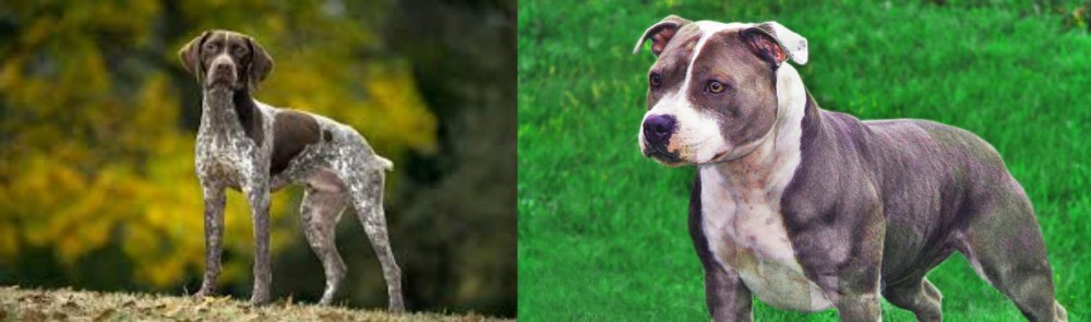 Irish Staffordshire Bull Terrier vs Braque Francais (Gascogne Type) - Breed Comparison